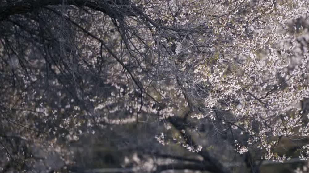 巴松措漂流 项目实景